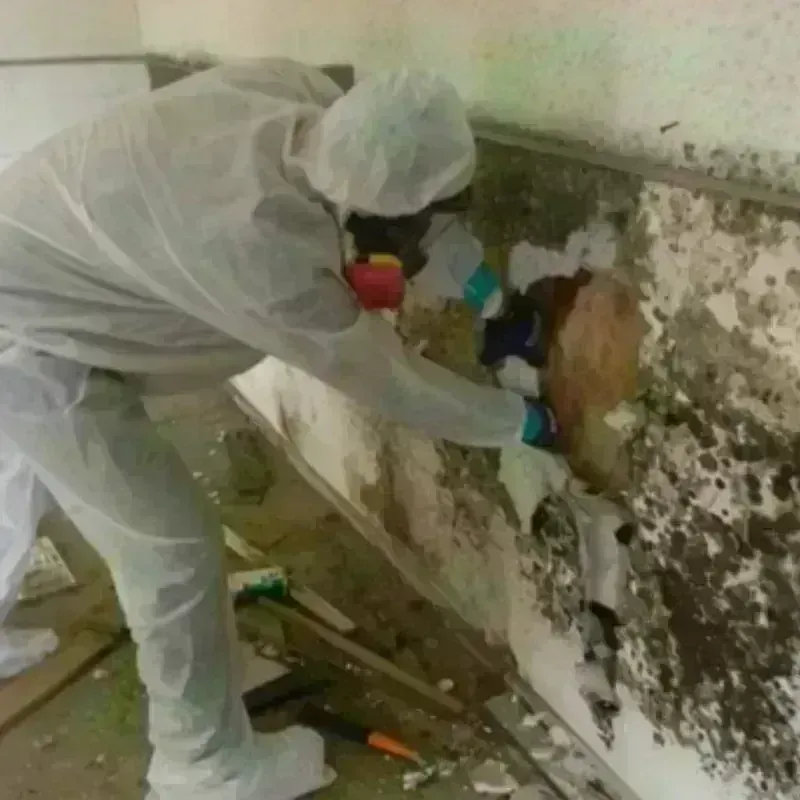 Mold Remediation and Removal in North Richmond, CA